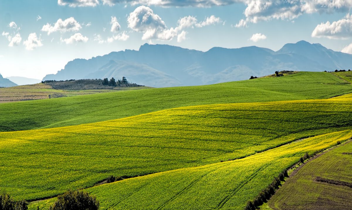 canola-fields-gcea87a704-1920